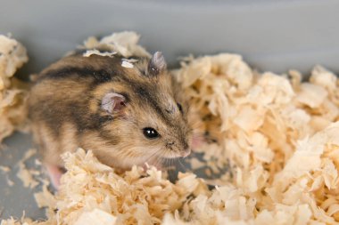 Kafeste oturan sevimli kahverengi hamster..