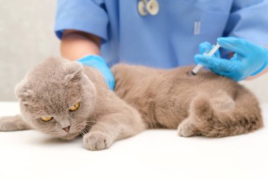 Veteriner gri İskoç kedisine iğne yapıyor..