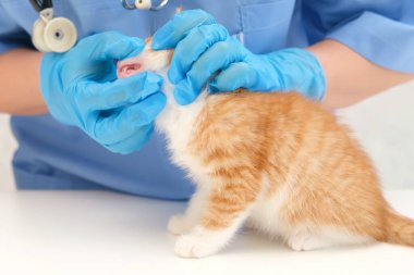 Küçük bir kedinin dişlerini inceleyen veteriner..