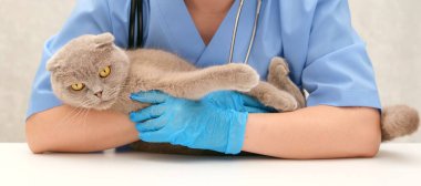 Veteriner Gri İskoç kedisini inceliyor.