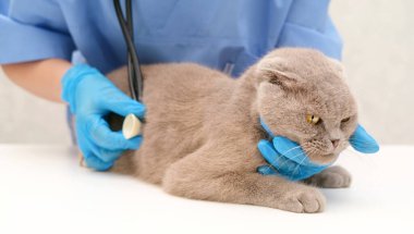 Stetoskop kedisiyle veteriner dinlemesi.