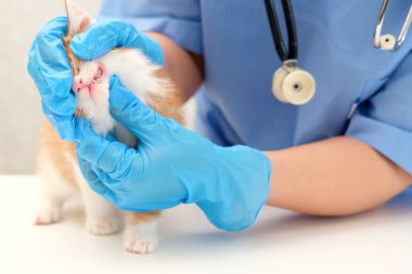 Küçük bir kedinin dişlerini inceleyen veteriner..