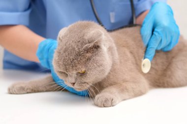 Stetoskop kedisiyle veteriner dinlemesi.