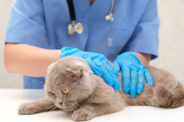 Veteriner Gri İskoç kedisini inceliyor.