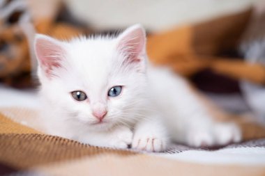 Beyaz sevimli kedi yavrusu kareli bir battaniyenin üzerinde yatıyor..
