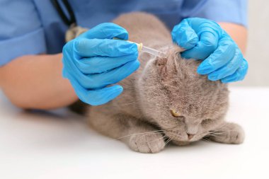 Gri İskoç kedisinin kulaklarını kontrol eden veteriner..