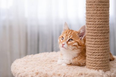 Işıklı arka planda sevimli kırmızı kedi yavrusu.