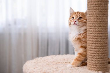 Işıklı arka planda sevimli kırmızı kedi yavrusu.