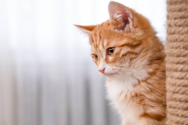 Işıklı arka planda sevimli kırmızı kedi yavrusu.