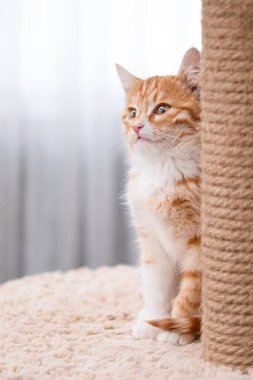 Işıklı arka planda sevimli kırmızı kedi yavrusu.