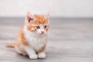 Işıklı arka planda sevimli kırmızı kedi yavrusu.