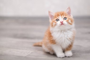 Işıklı arka planda sevimli kırmızı kedi yavrusu.