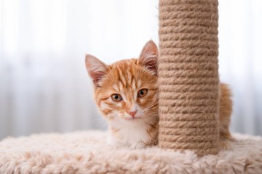 Işıklı arka planda sevimli kırmızı kedi yavrusu.