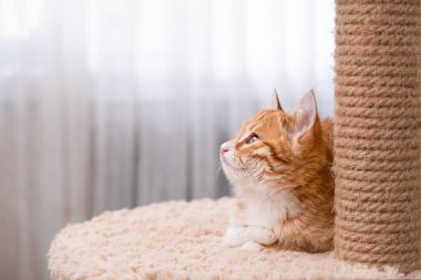 Işıklı arka planda sevimli kırmızı kedi yavrusu.