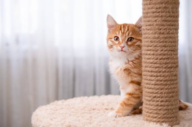 Işıklı arka planda sevimli kırmızı kedi yavrusu.