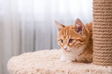 Işıklı arka planda sevimli kırmızı kedi yavrusu.