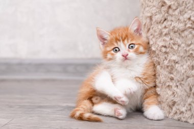 Işıklı arka planda sevimli kırmızı kedi yavrusu.