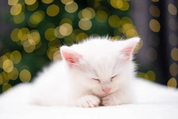 Noel arka planında Bokeh 'li şirin beyaz kedi yavrusu..