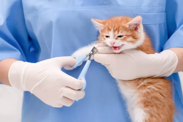 Bir veteriner küçük bir kedinin pençelerini buduyor..