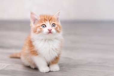 Işıklı arka planda sevimli kırmızı kedi yavrusu.