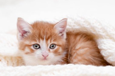 Işıklı arka planda sevimli kırmızı kedi yavrusu.