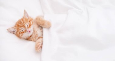 Işıklı arka planda sevimli kırmızı kedi yavrusu.