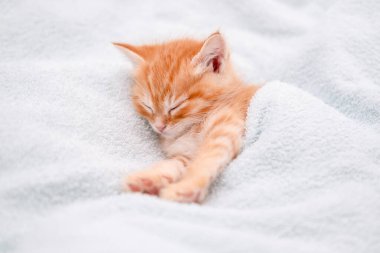 Işıklı arka planda sevimli kırmızı kedi yavrusu.