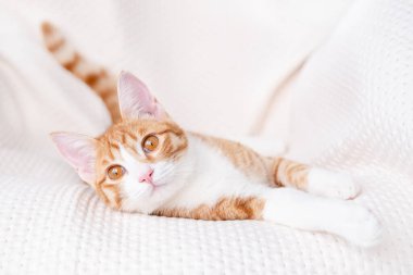 Işıklı arka planda sevimli kırmızı kedi yavrusu.