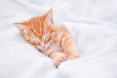 Işıklı arka planda sevimli kırmızı kedi yavrusu.