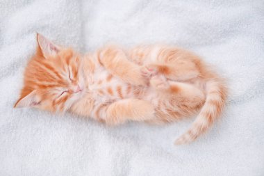 Işıklı arka planda sevimli kırmızı kedi yavrusu.