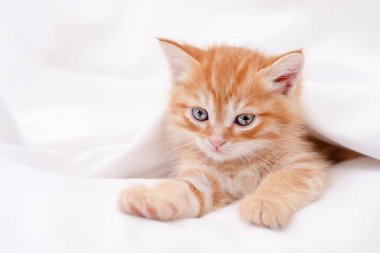 Işıklı arka planda sevimli kırmızı kedi yavrusu.