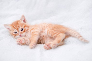 Işıklı arka planda sevimli kırmızı kedi yavrusu.