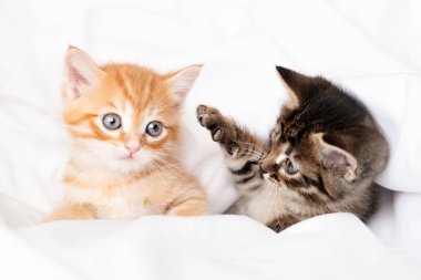 Açık arkaplanda sevimli kahverengi kedi yavrusu.