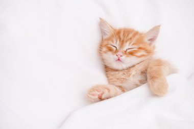 Işıklı arka planda sevimli kırmızı kedi yavrusu.