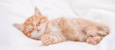 Işıklı arka planda sevimli kırmızı kedi yavrusu.