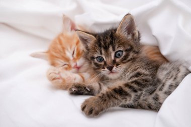 Açık arkaplanda sevimli kahverengi kedi yavrusu.