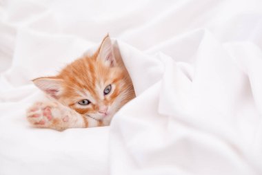 Işıklı arka planda sevimli kırmızı kedi yavrusu.