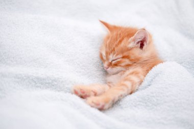 Işıklı arka planda sevimli kırmızı kedi yavrusu.