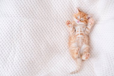 Işıklı arka planda sevimli kırmızı kedi yavrusu.