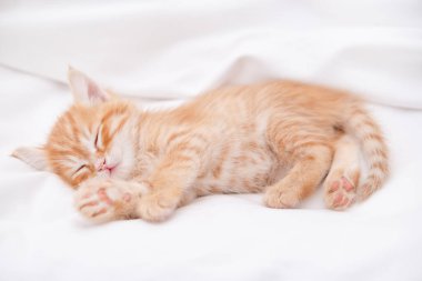 Işıklı arka planda sevimli kırmızı kedi yavrusu.