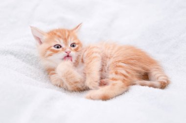 Işıklı arka planda sevimli kırmızı kedi yavrusu.