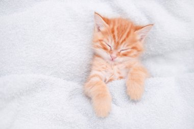 Işıklı arka planda sevimli kırmızı kedi yavrusu.