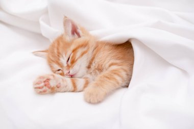 Işıklı arka planda sevimli kırmızı kedi yavrusu.