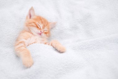 Işıklı arka planda sevimli kırmızı kedi yavrusu.