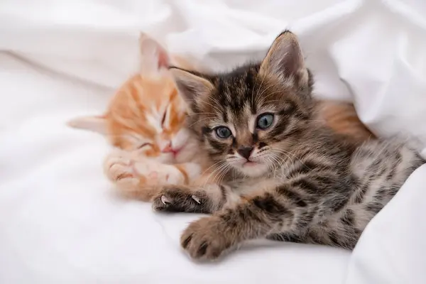 Açık arkaplanda sevimli kahverengi kedi yavrusu.