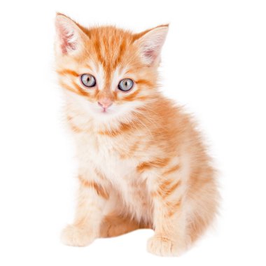 Beyaz arka planda izole tatlı kırmızı kedi yavrusu.
