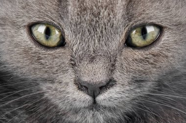 Sarı gözlü bir kedinin yakın plan portresi.