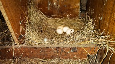 Saman ve Saman Yuvasında Kuş Yumurtaları.