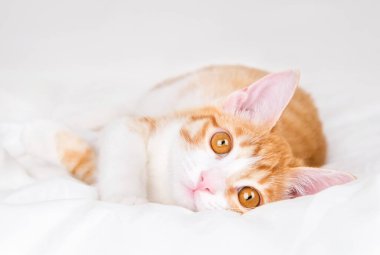 Beyaz bir battaniyenin üzerinde tatlı kırmızı ve beyaz kedi yavrusu yatıyor..