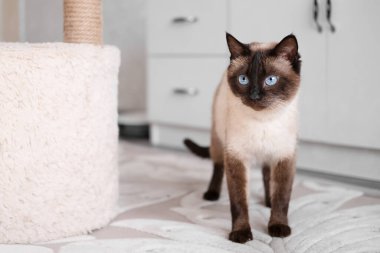 Işıklı arka planda sevimli kırmızı ve beyaz kedi yavrusu.